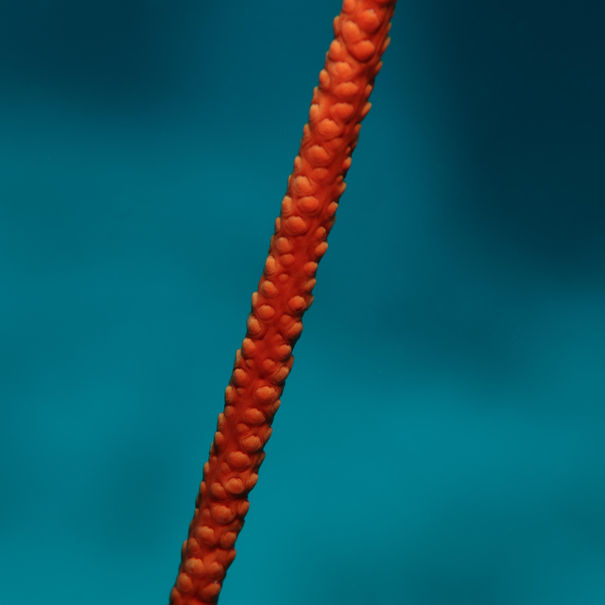 Ellisella barbadensis