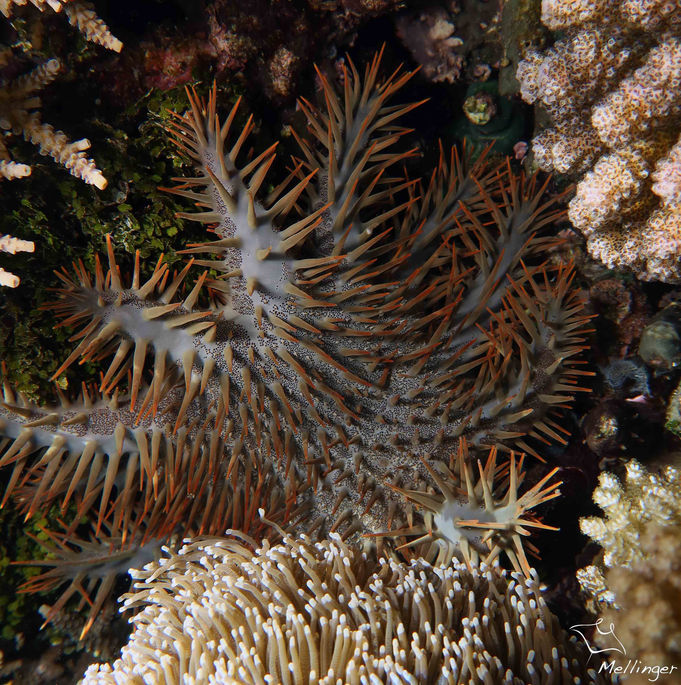 Couronne d'épine Acanthaster planci 