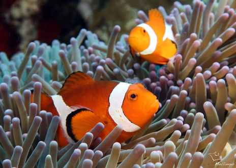 Poisson-clown du Pacifique Amphiprion percula