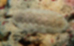Chiton allongé des Caraïbes