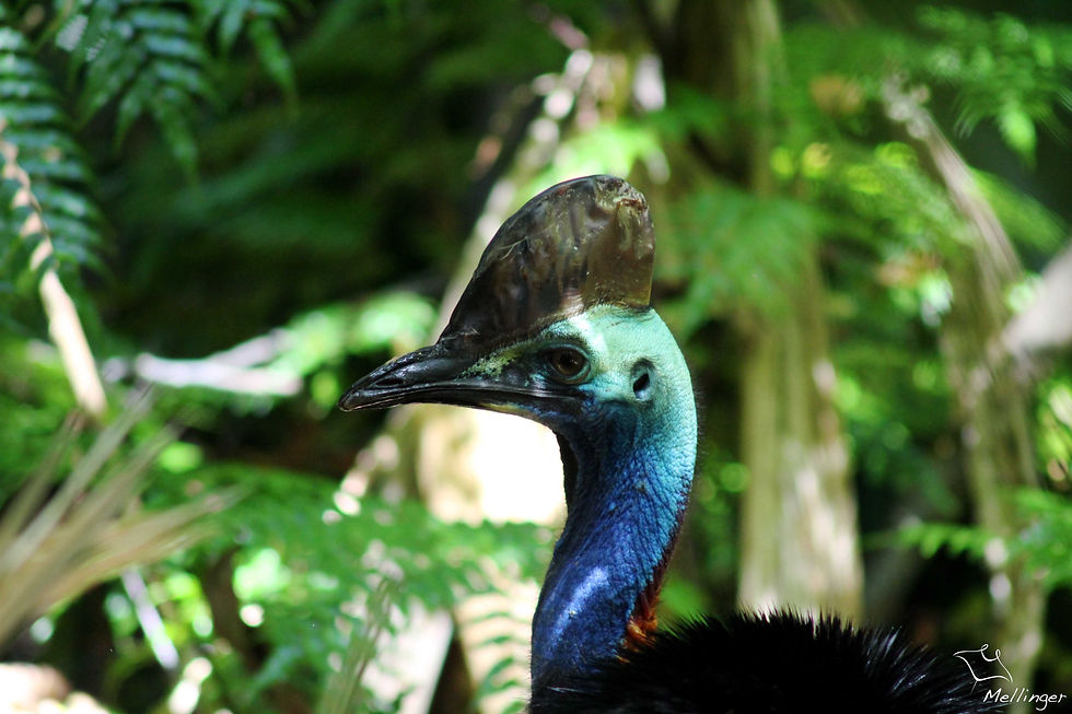 Southern cassowary - Casuarius casuarius