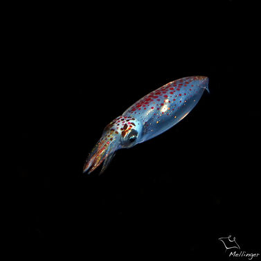 Calamar récifal des caraïbes Sepioteuthis sepioidea 