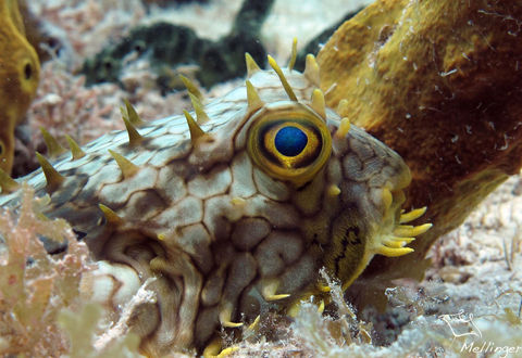 Diodon araignée Chilomycterus antillarum