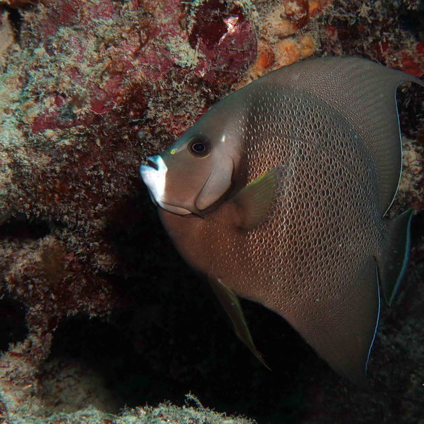 Ange gris Pomacanthus arcuatus