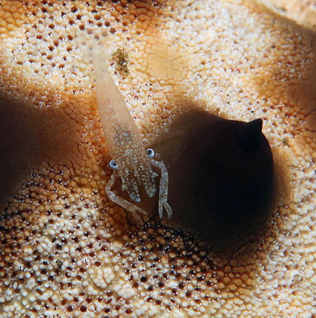 Crevette des astérides Periclimenes soror