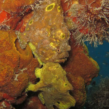 Antennaire longue-ligne Antennarius multiocellatus