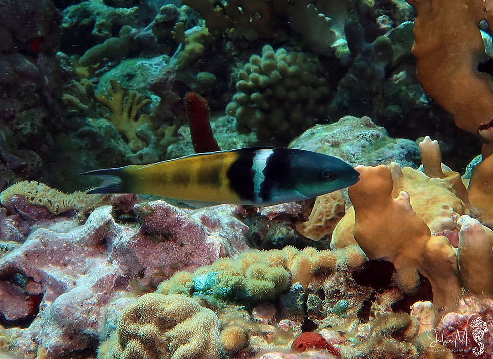 Girelle à tête bleue