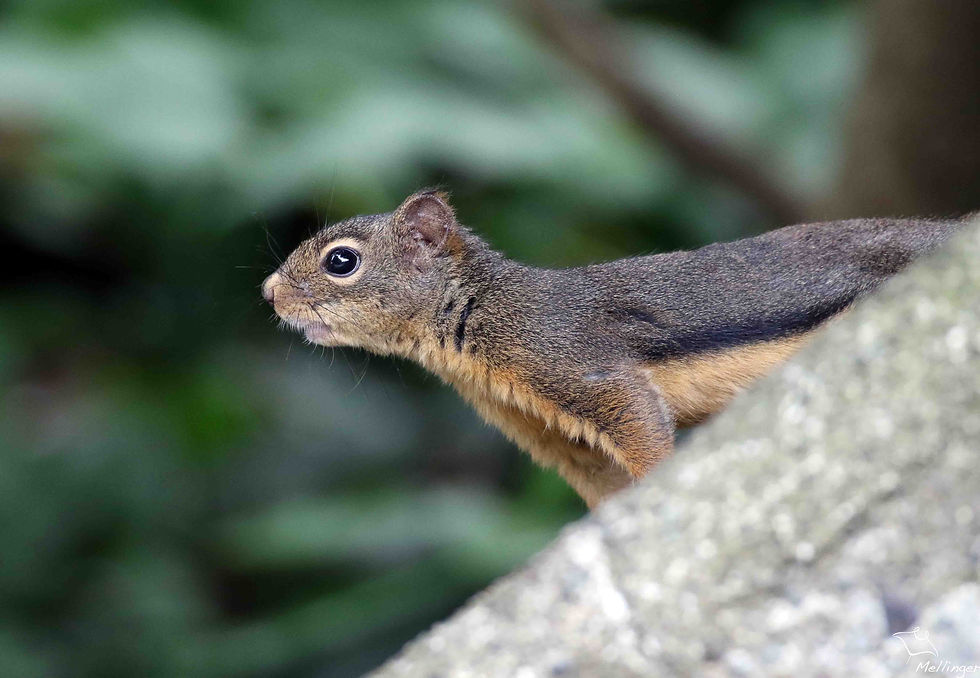 Ecureuil de Douglas - Tamiasciurus douglasii