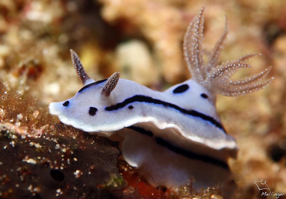 Chromodoris de Wilan