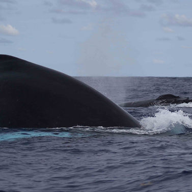 Baleine à bosse Megaptera novaeangliae