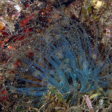 Bartholomea annulata