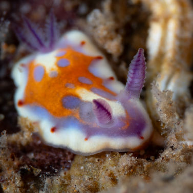 Felimida binza