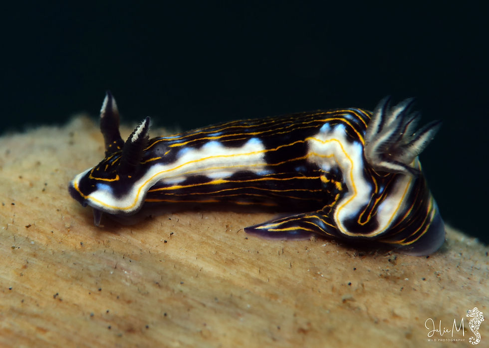 Doris à rayure dorées