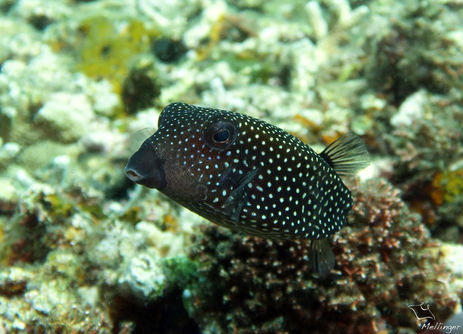 Coffre pintade Ostracion meleagris