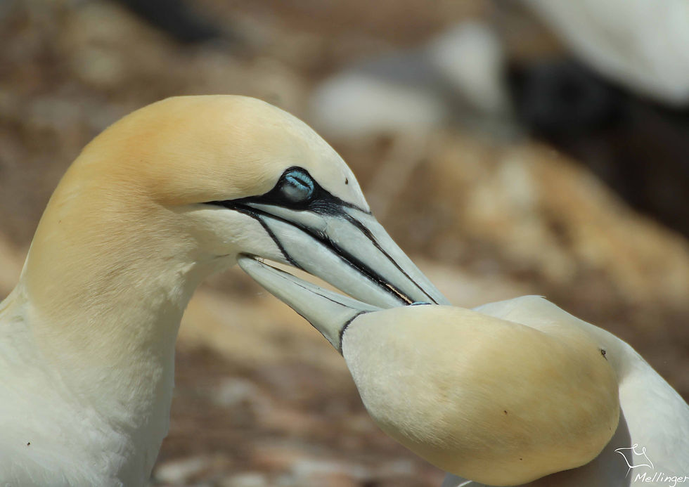Fou de Bassan - Morus bassanus