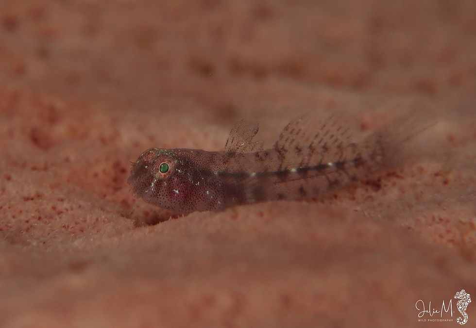 Gobie des éponges barils