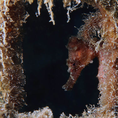 Hippocampe long nez Hippocampus reidi