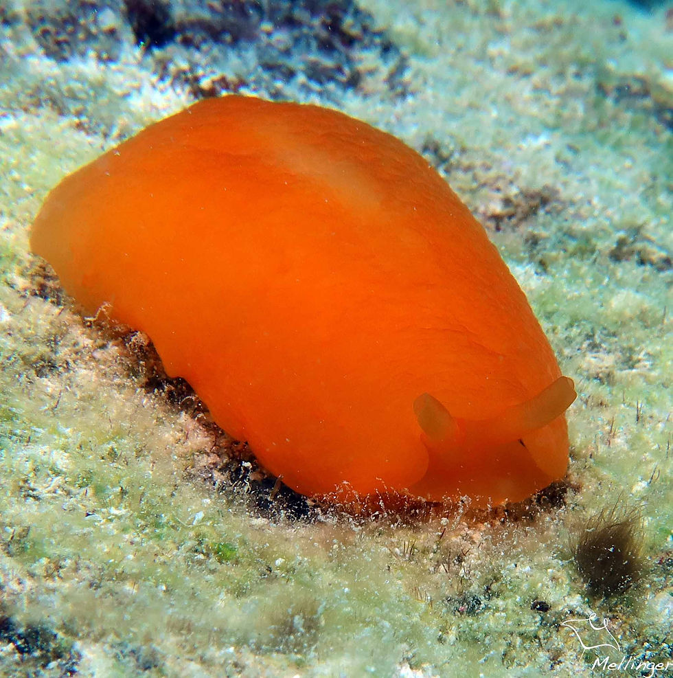 Pleurobranche abricot