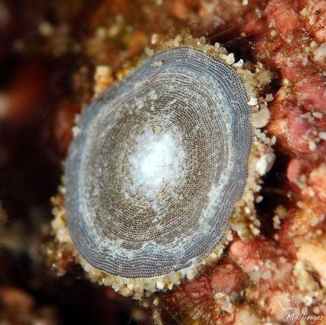 Foraminifère Marginopora sp.