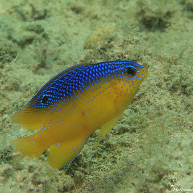 Beau grégoire Stegastes leucostictus