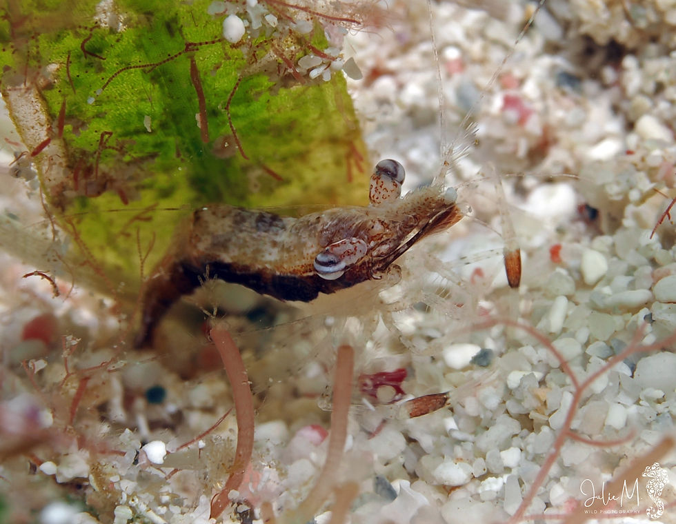 Crevette brune des herbiers