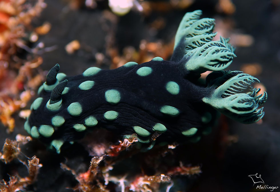 Nembrotha à pustules