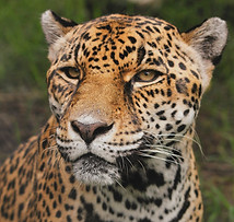 Female%252520jaguar%252520photographed%2