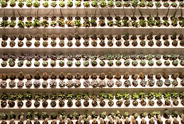 Succulent bar at Vine Plants + Design featuring hundreds of 2-inch echeveria and cacti arranged as a living wall.
