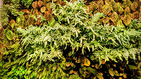 PXL_20250108_200959179_edited.jpg