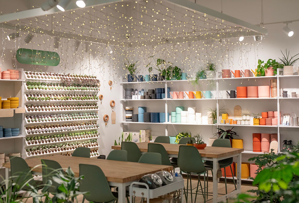 Wide interior view of Vine Plants + Design plant shop in Missoula, MT featuring a variety of indoor houseplants, bright pots, and gardening supplies.