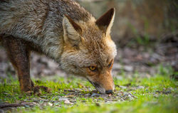 zorro común (Vulpes vulpes)