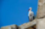 Cigüeña común (Ciconia ciconia)