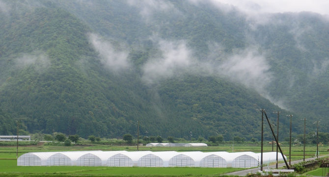 ベビーリーフ産地！丹波の里は、梅雨　まっただ中！