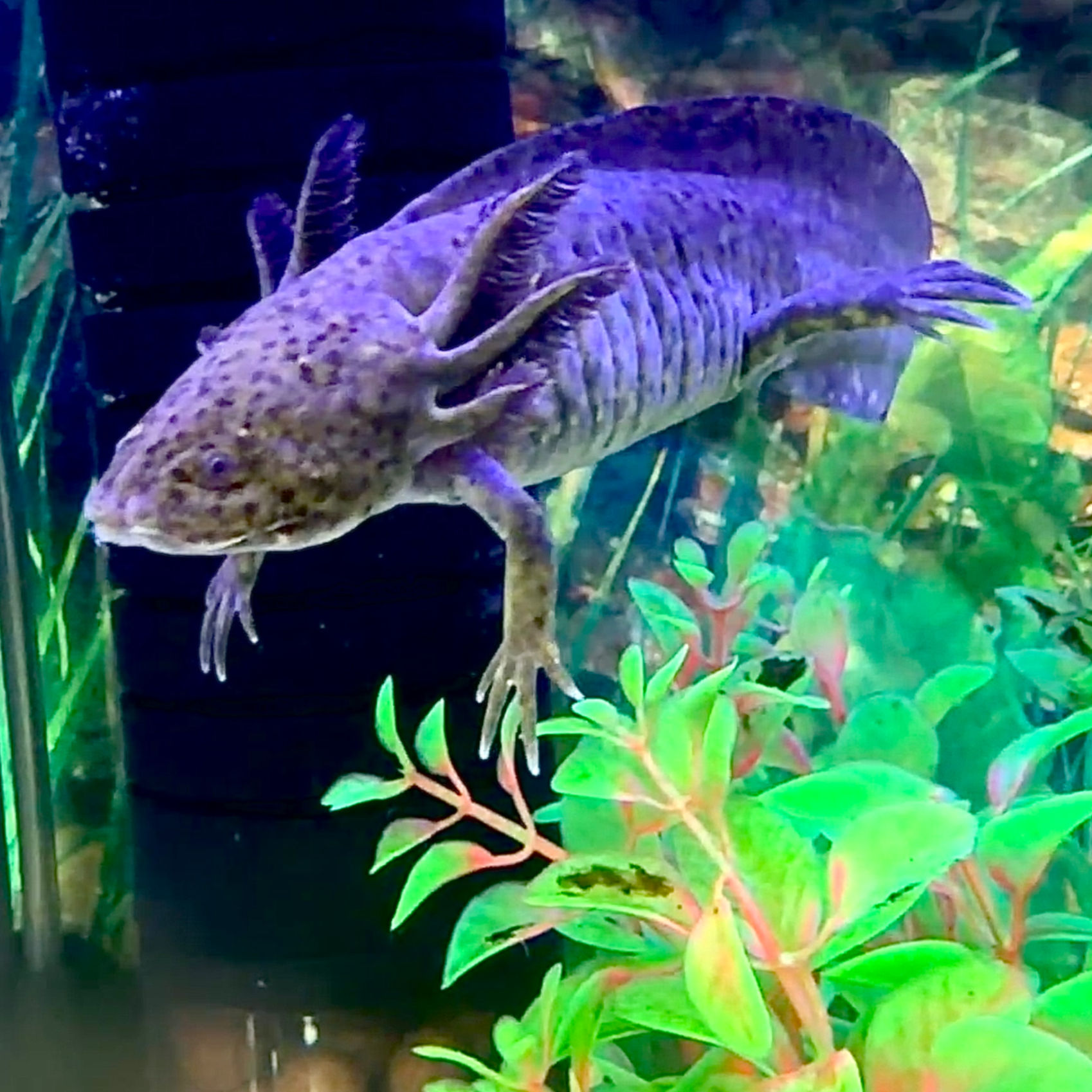 Cruise - Wild Type Adolescent Axolotl