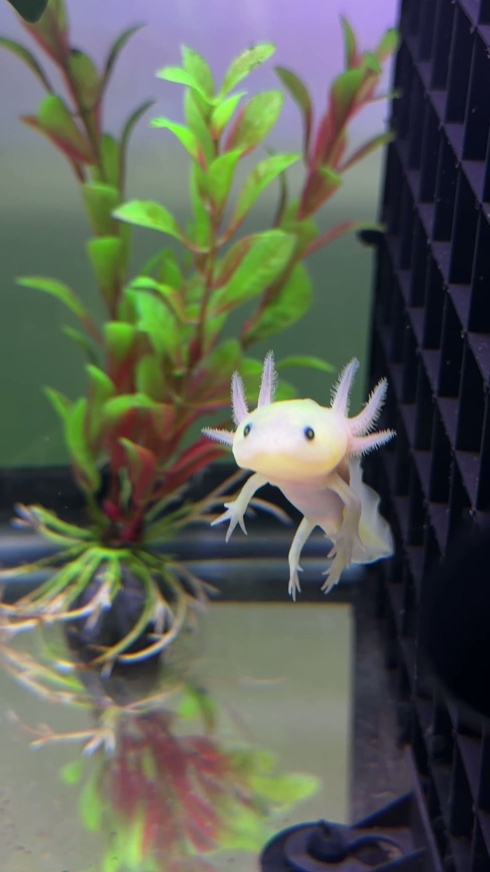Thumbnail: Gfp Leucistic AxanthicJuvenile Axolotl