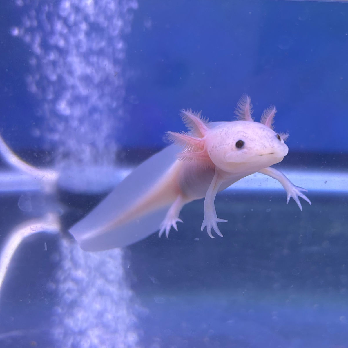 Snaxolotls Tulsa- Candy & Gifts