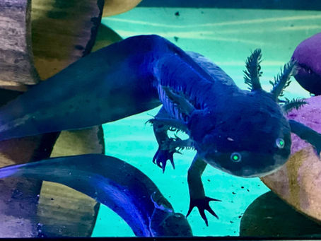 The Surprise Axolotl & The Story of How We Began