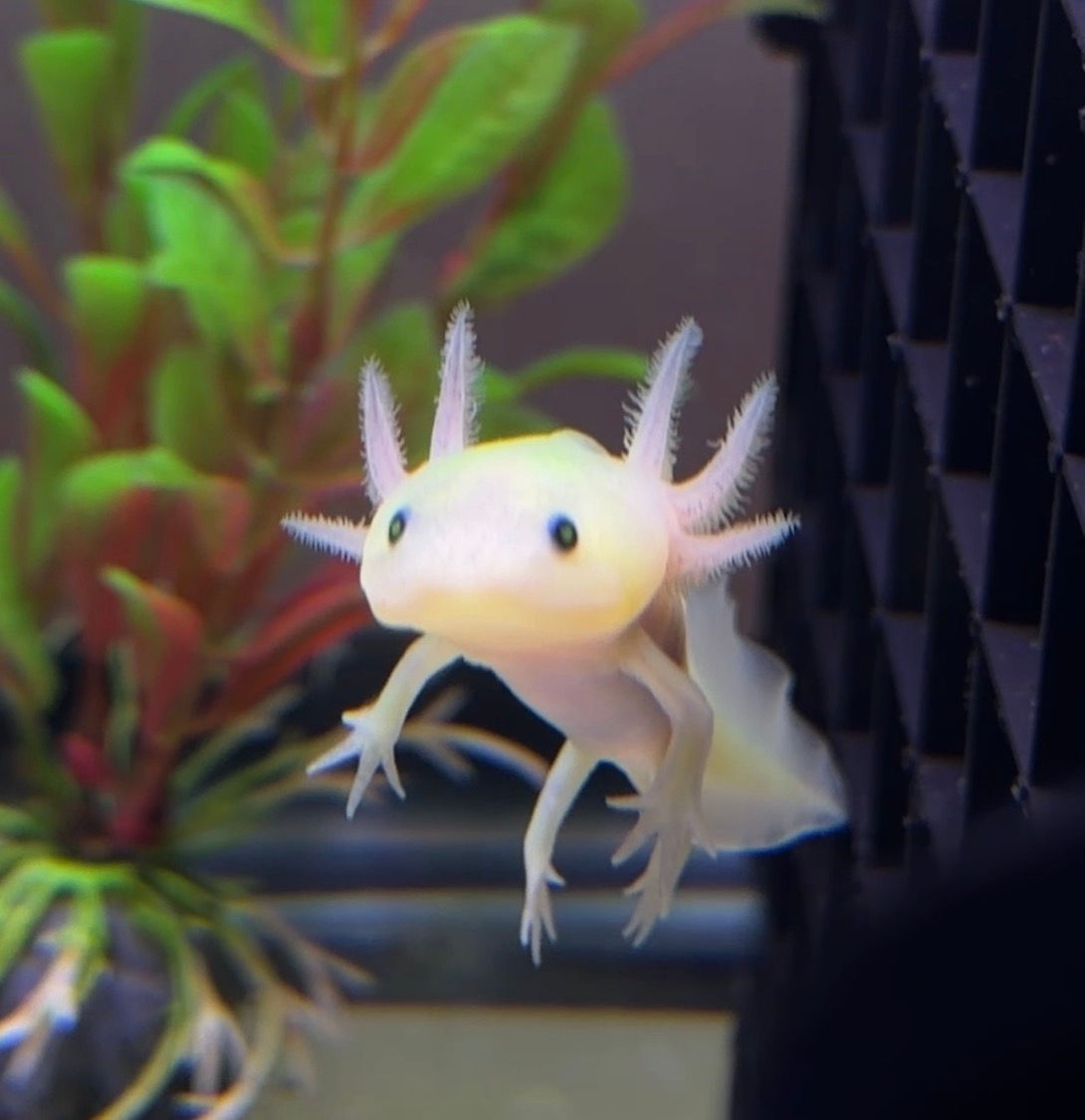 Gfp Leucistic AxanthicJuvenile Axolotl
