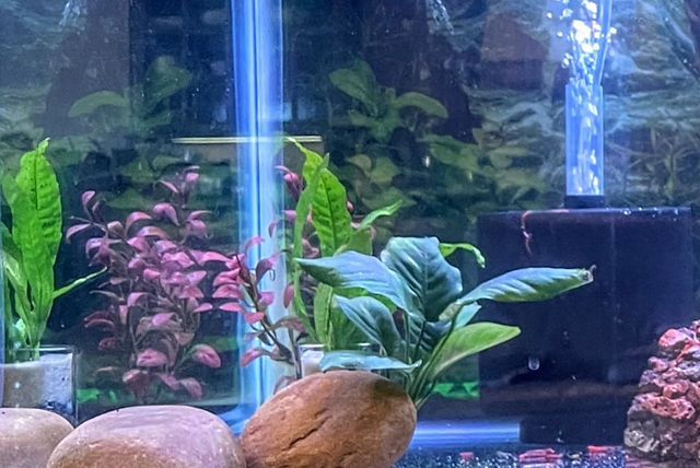 axolotl fish tank accessories Making A 4ft Axolotl Paludarium