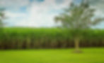 sugarcane-gde458c907_1920.jpg