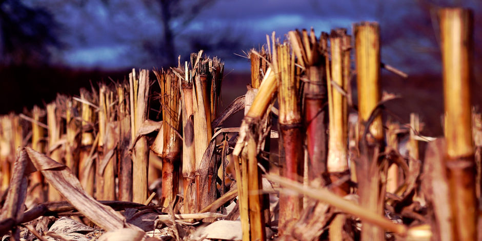 The Jaggery is a 'Gur' choice: Superfood for SuperHealth.