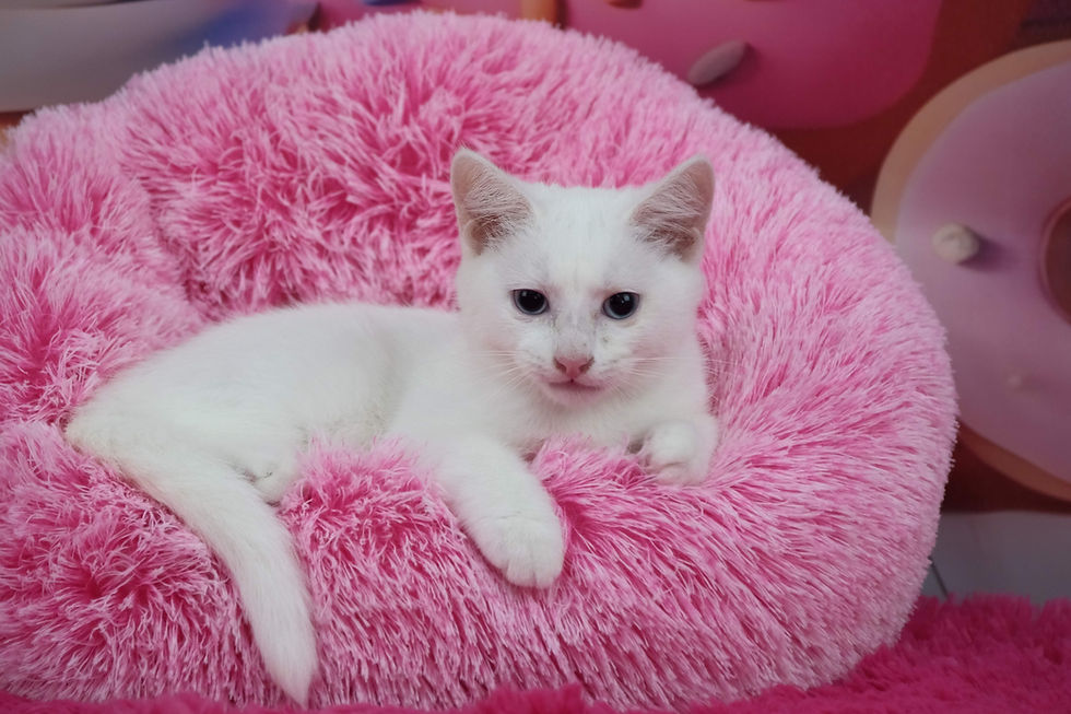 Thumbnail: Marshmallow
