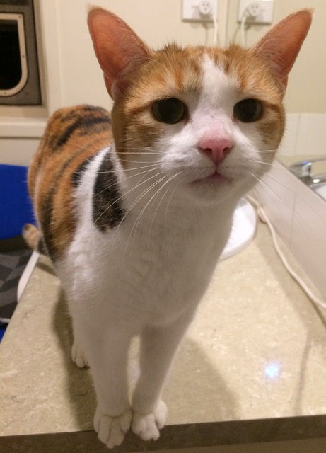 Bella