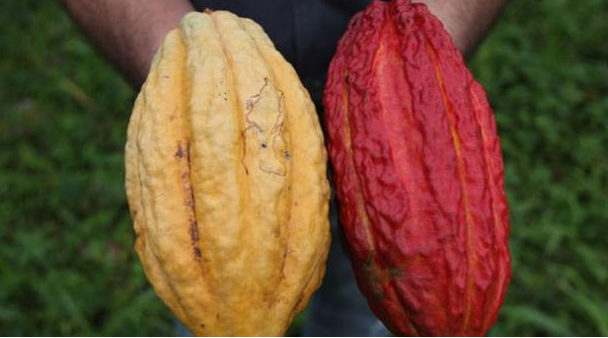 Miniatura: CACAO CCN51