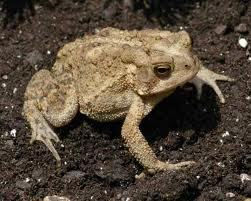 Toad
