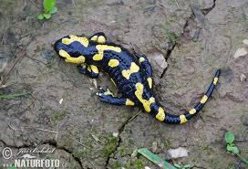 Salamander