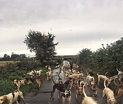 Photo of the Bedale Hunt hounds being exercised
