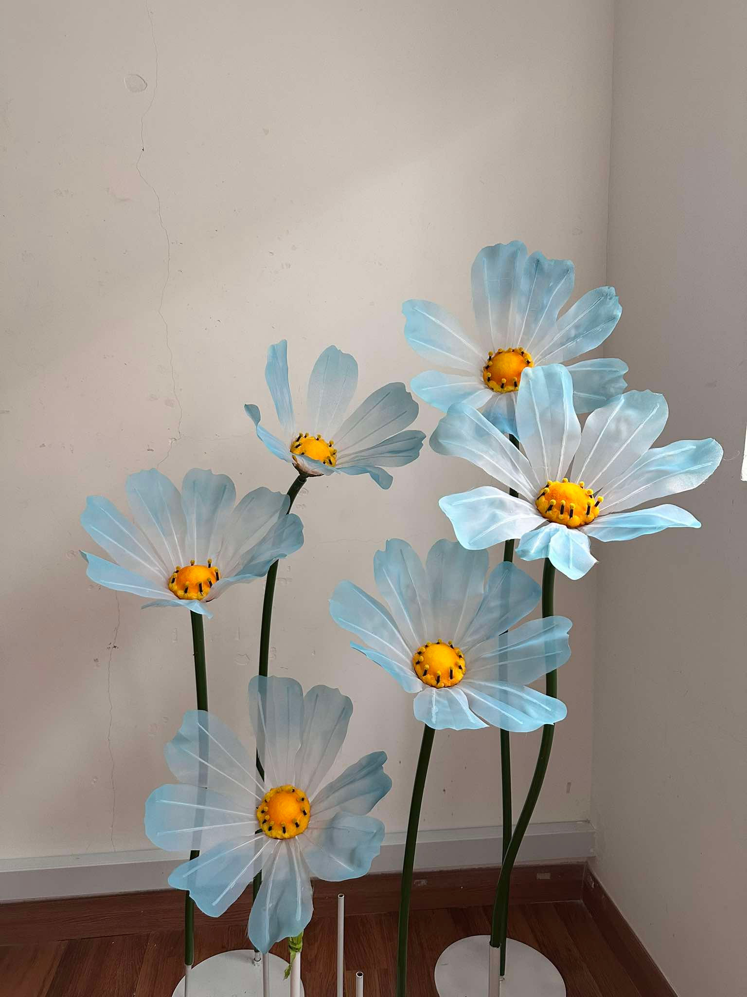 (Rent Package) Blue Cosmos Garden