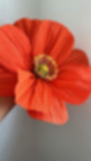 Thumbnail: (Package) Orange Poppy Garden