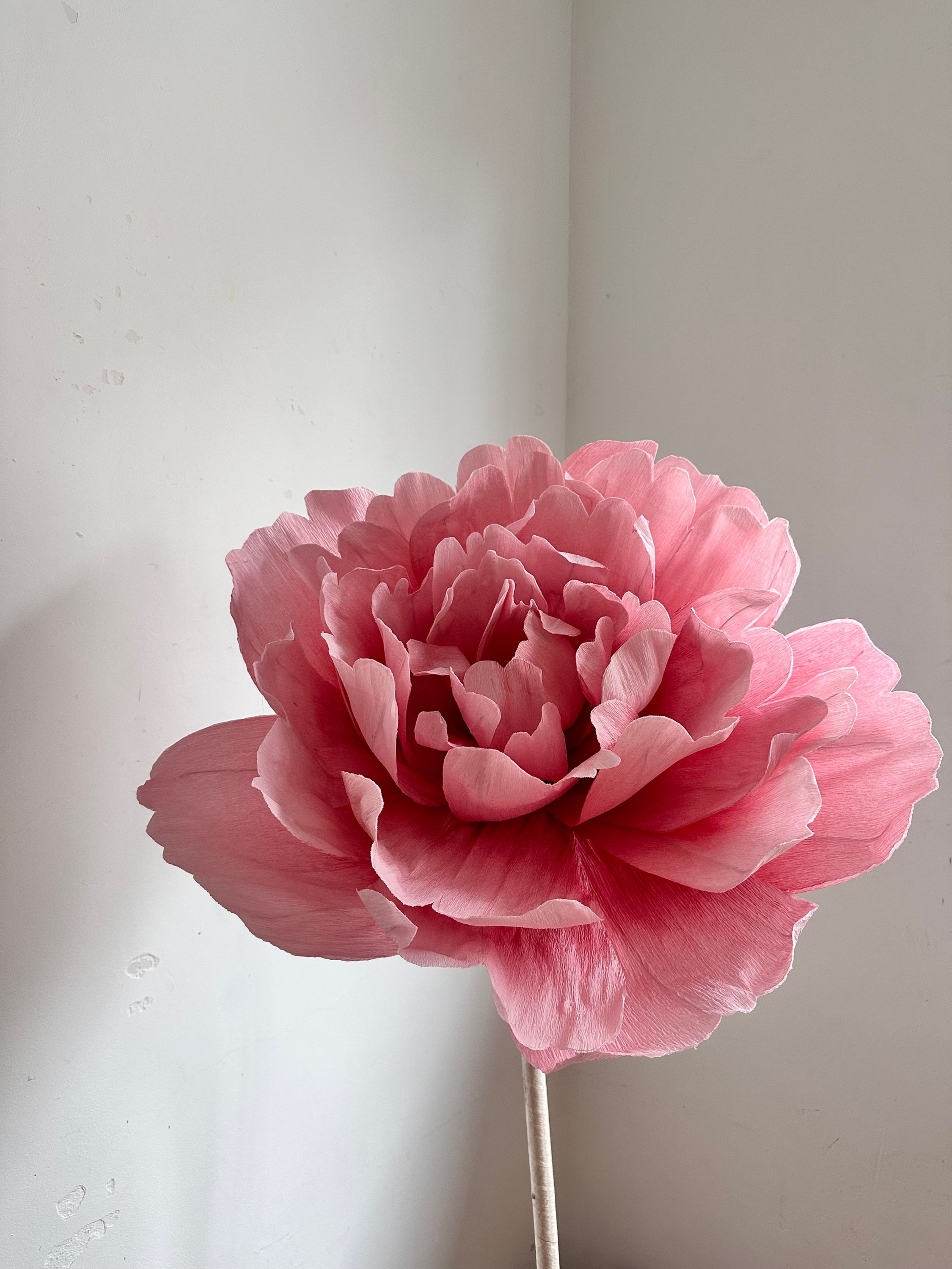 (For RENT) Paper Gradual Pink-White Peony Standing Flower